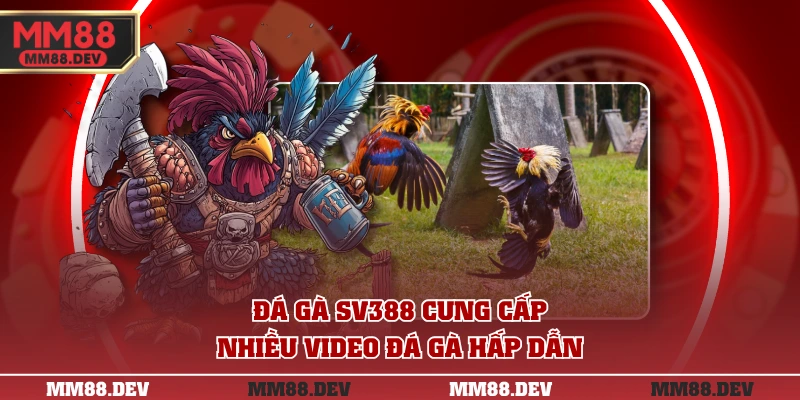 Trực Tiếp Đá Gà SV388 Chất Lượng Cao Cược Nhanh Chóng 2 Đá gà SV388 cung cấp nhiều video đá gà hấp dẫn