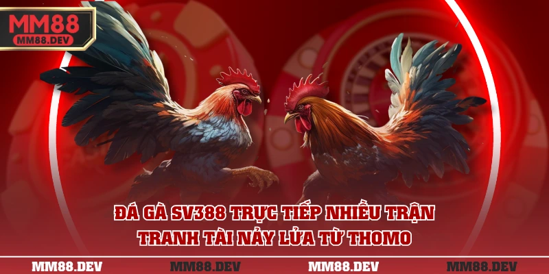 Trực Tiếp Đá Gà SV388 Chất Lượng Cao Cược Nhanh Chóng 4 Đá gà SV388 trực tiếp nhiều trận tranh tài nảy lửa từ Thomo