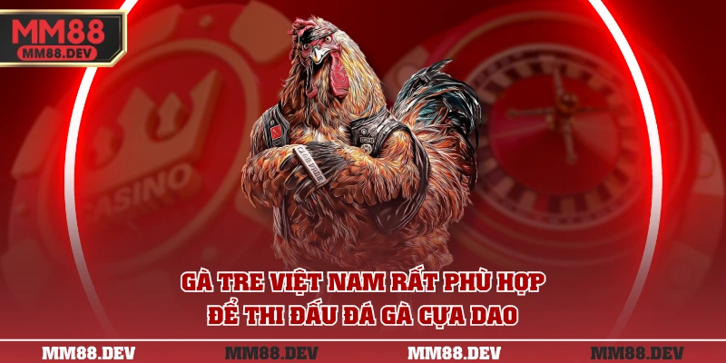 Luật Chơi Đá Gà Cựa Dao Chi Tiết Và Giống Chọi Phù Hợp 4 Gà tre Việt Nam rất phù hợp để thi đấu đá gà cựa dao