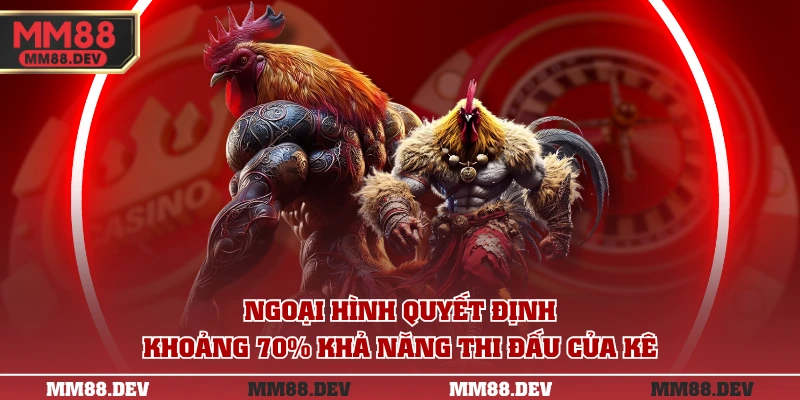 Đá Gà Tre | Kinh Nghiệm Chọn Kê Bất Bại Như Cao Thủ 3 Ngoại hình quyết định khoảng 70% khả năng thi đấu của kê